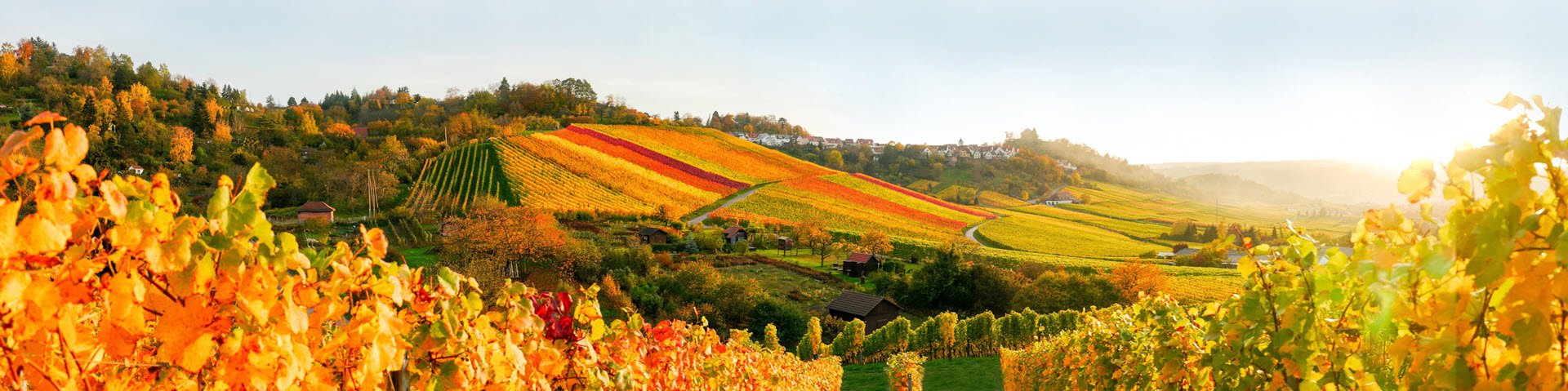 Ausgewählte Weine